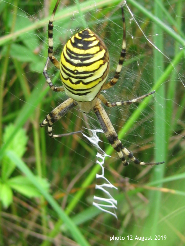 A close up of a spiderDescription automatically generated